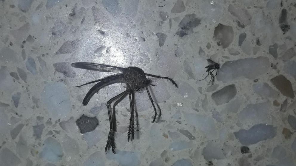 La comparación entre el mosquito "normal" y el "monstruo" (Twitter).