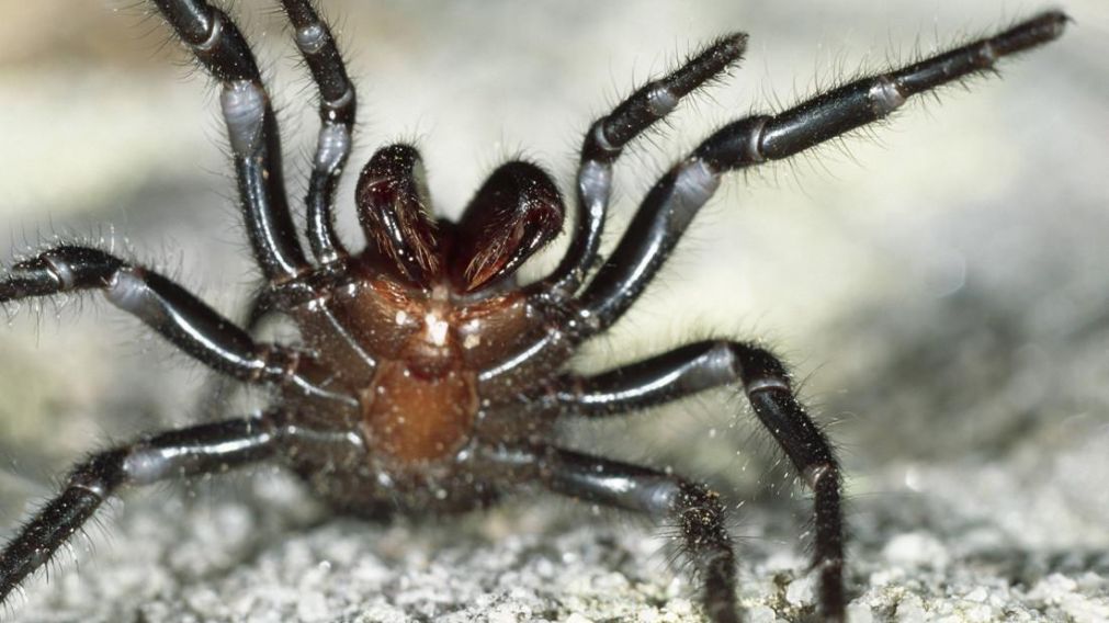 Estas son las arañas venenosas que causan pánico en Australia. (Imagen ilustrativa)