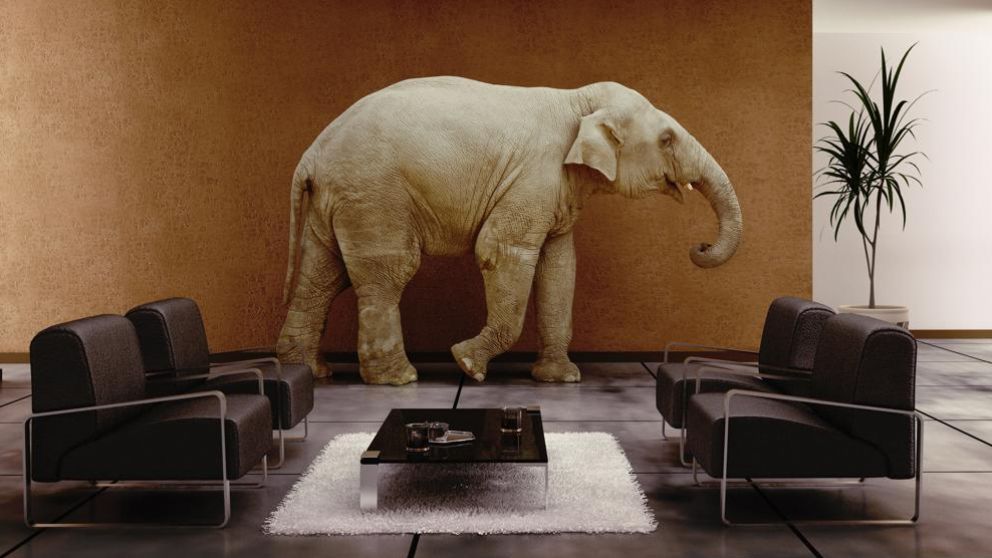 El animal se paseó por el hotel sin que ningún cliente se ponga nervioso (Ilustrativa).