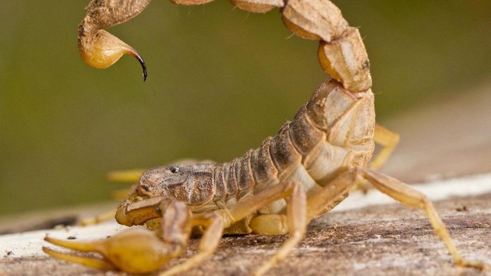 El menor sufrió la picadura de un alacrán, la cual puede ser mortal. (Imagen ilustrativa)