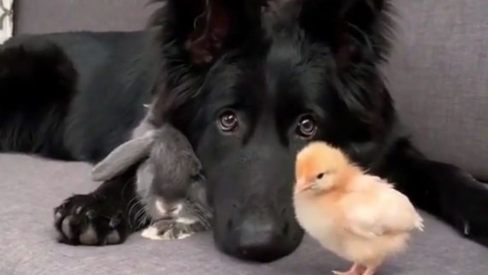 Los tres animales protagonizan una secuencia que desborda de amor.