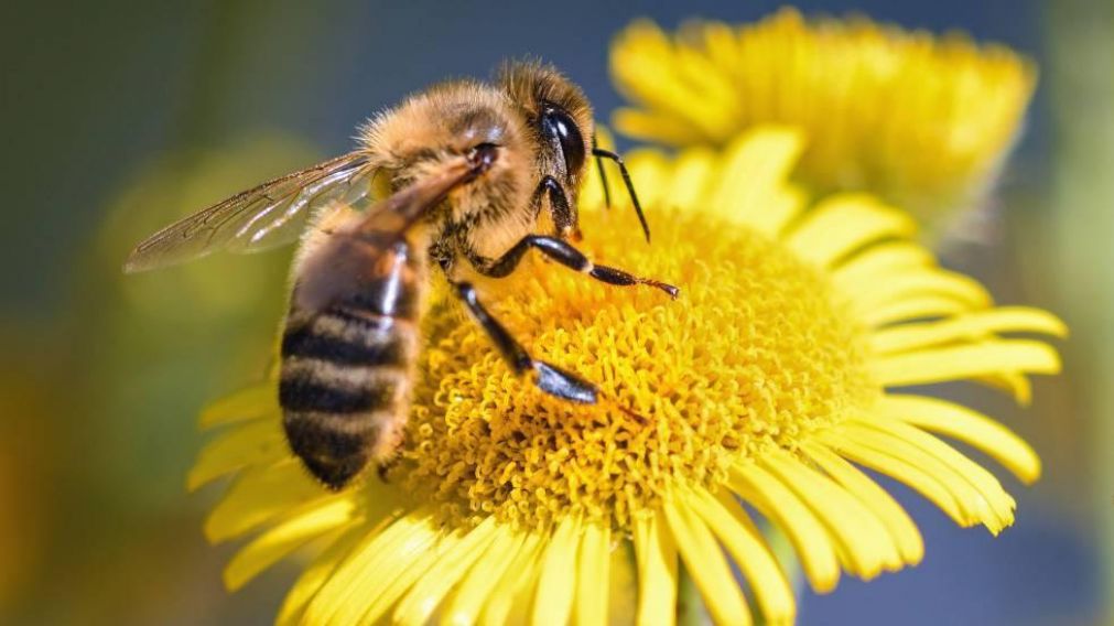 El chofer quiso espantar el insecto del auto, por miedo a que le pique a su hija. 