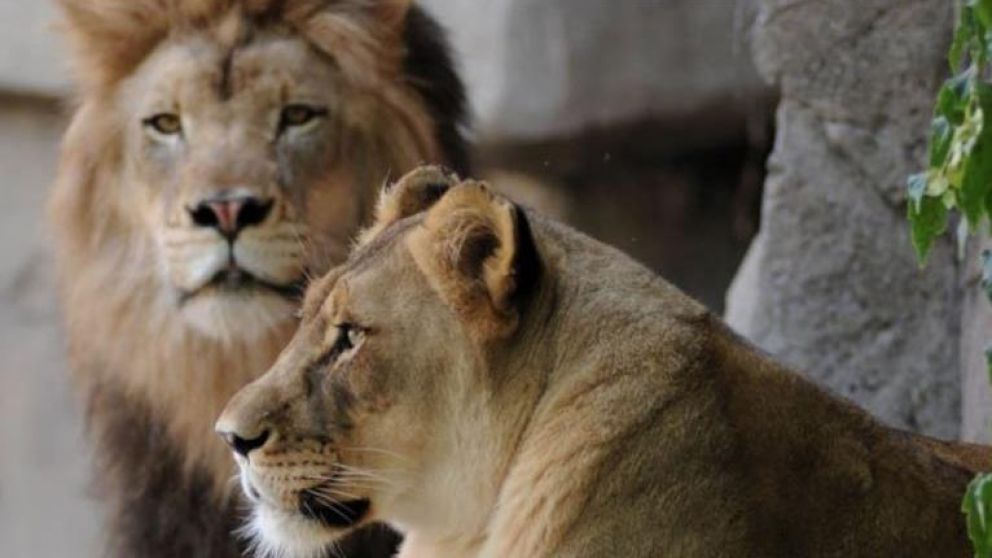La pareja de leones, en su apogeo (Archivo).