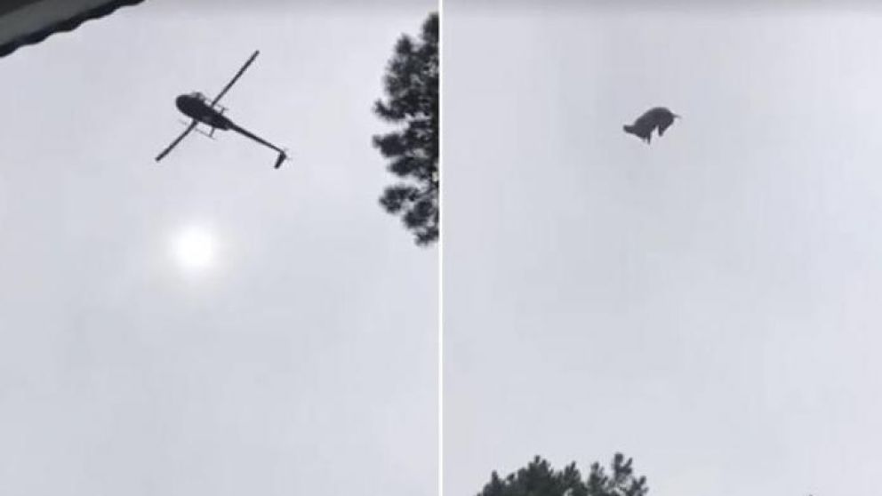 Tiraron un cerdo desde un helicóptero.