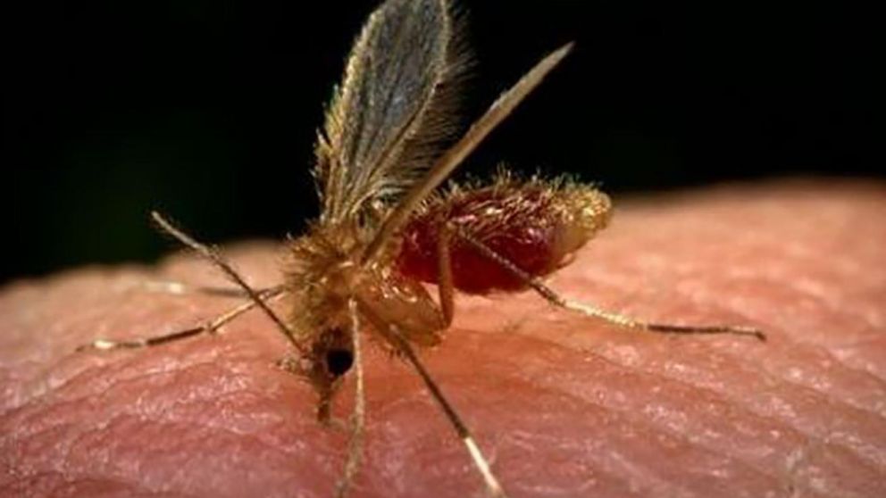 El caso de leishmaniasis fue confirmado por las autoridades sanitarias de la provincia.