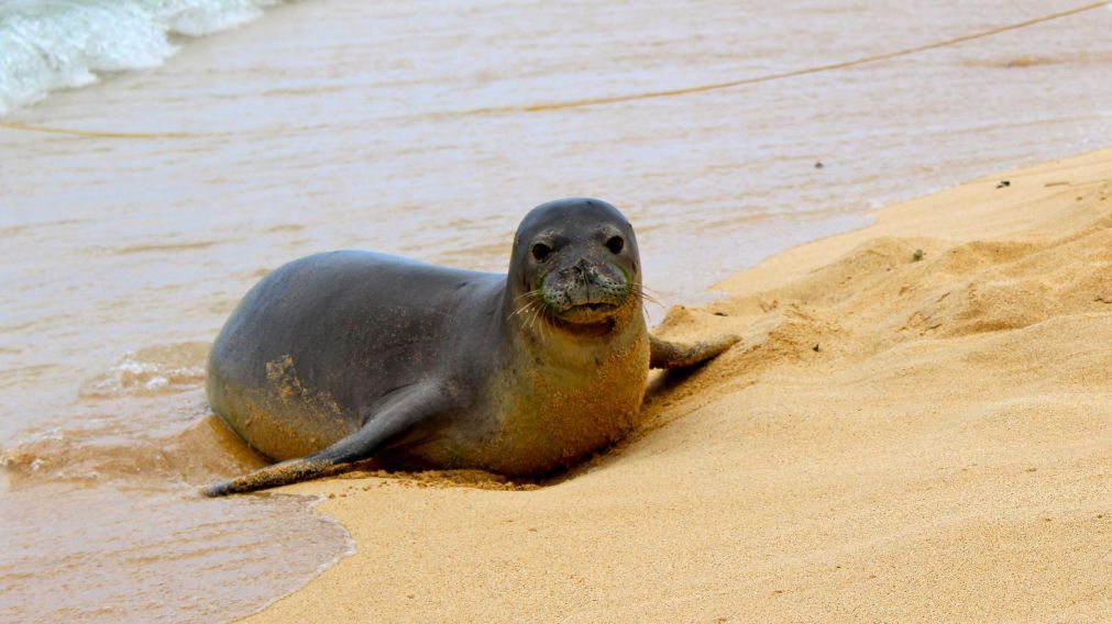 Una foca, protagonista de uno de los virales más impactantes de lo que va del año.