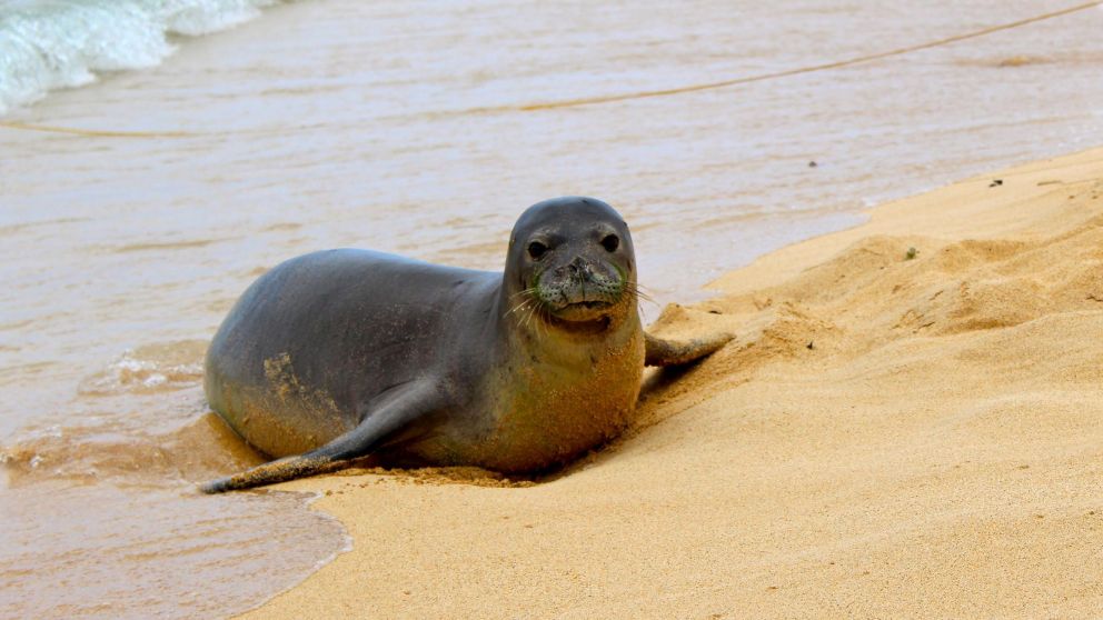 Una foca, protagonista de uno de los virales más impactantes de lo que va del año.