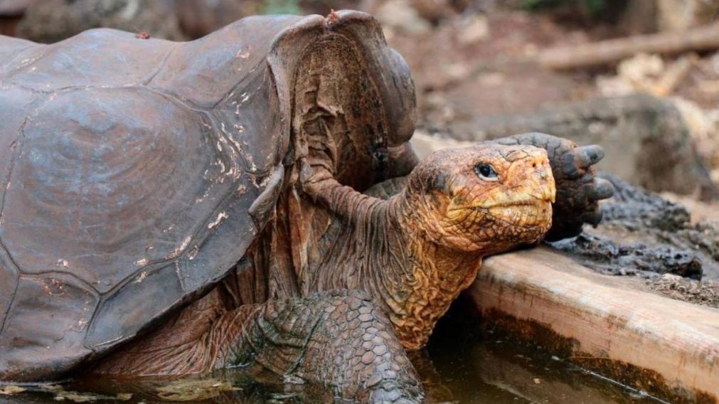 Diego, padre del 40 por ciento de su especie.