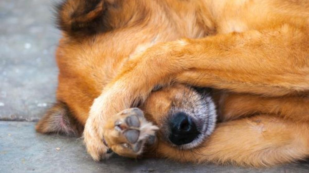 El animal tenía una infección como consecuencia del pegamento en sus ojos (imagen ilustrativa).