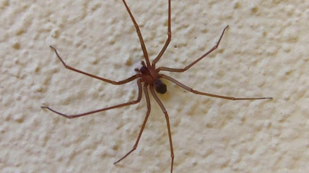 A pesar de su aspecto inofensivo, la picadura de la araña violinista puede ser mortal.