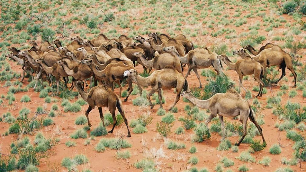 Loa camellos ocupan grandes extensiones en Australia.