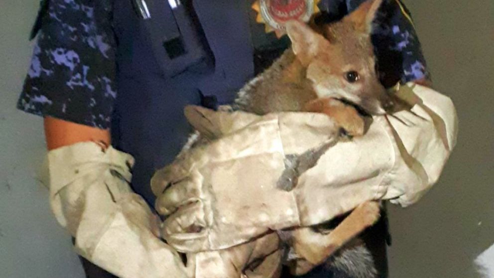 El animal salvaje fue rescatado.