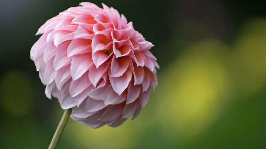 Floreció en Indonesia la flor más grande del mundo (imagen ilustrativa)