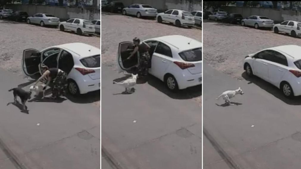 As� dej� solo al perro en la calle y se fue en auto.
