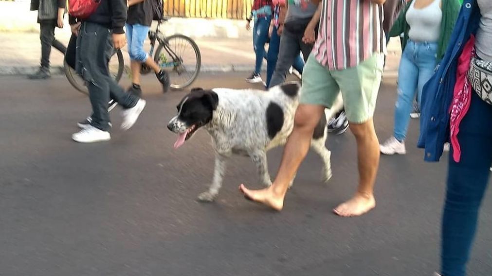 Vaquita, engañado, marcha rumbo al veterinario.