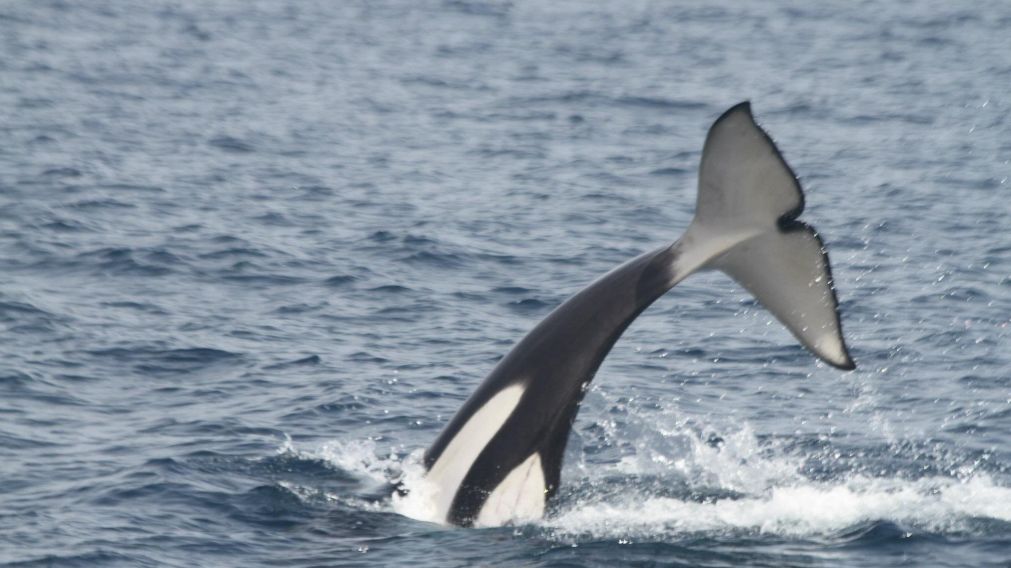 La orca fue vista en Monte Hermoso(Imagen ilustrativa).
