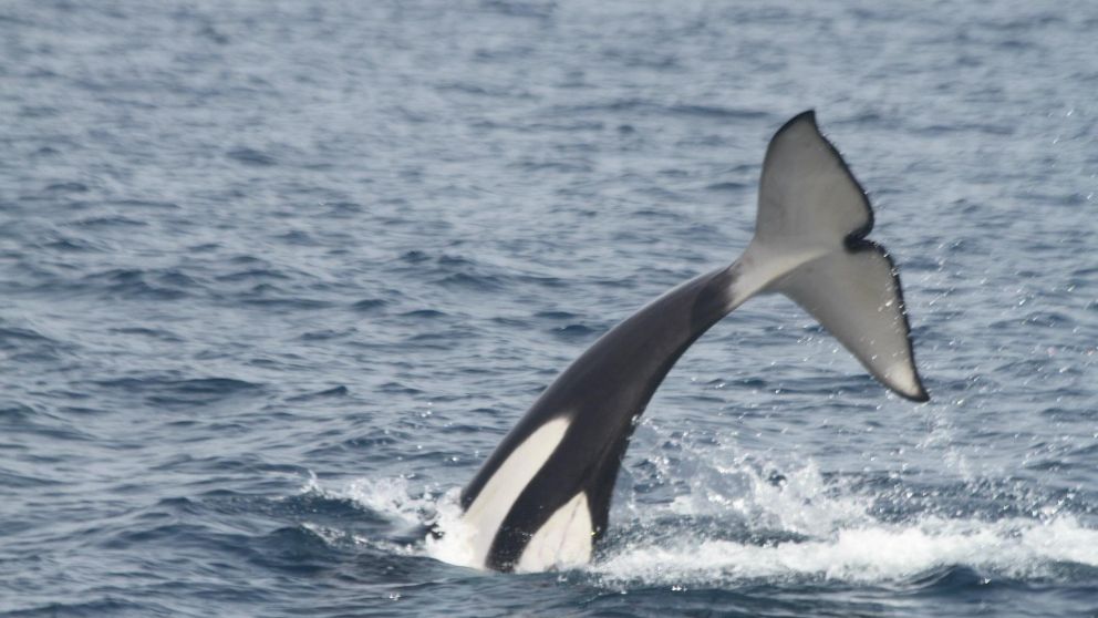 La orca fue vista en Monte Hermoso(Imagen ilustrativa).