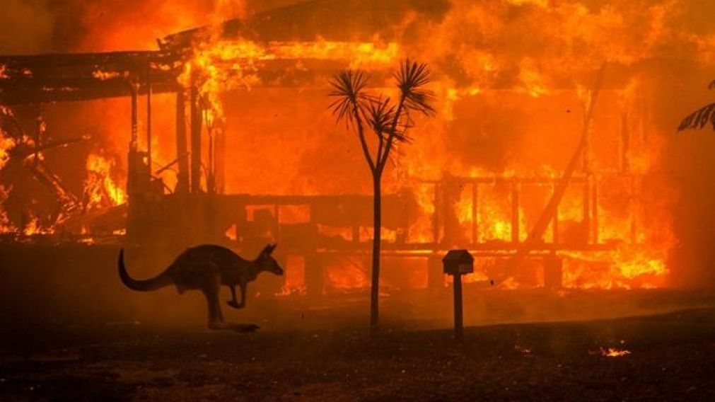 Murieron más de 480 millones de animales por los incendios en Australia