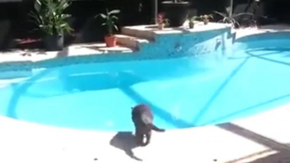 La mascota estaba parada al lado de la pileta cuando su dueño lo sorprendió. (Captura de video)
