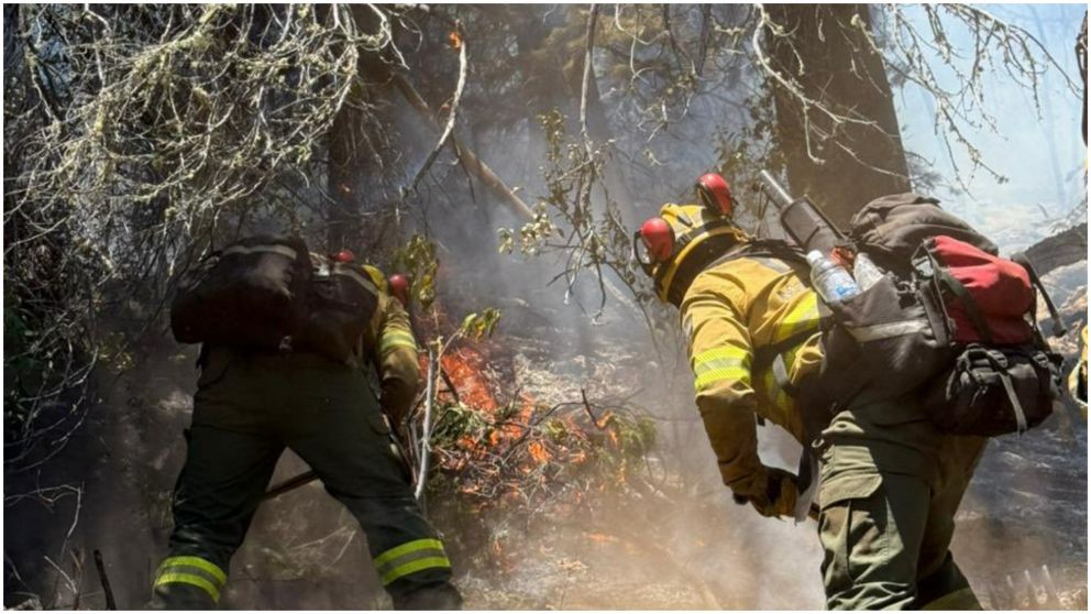 El Gobierno nacional envió casi 300 brigadistas para combatir los incendios en el sur.