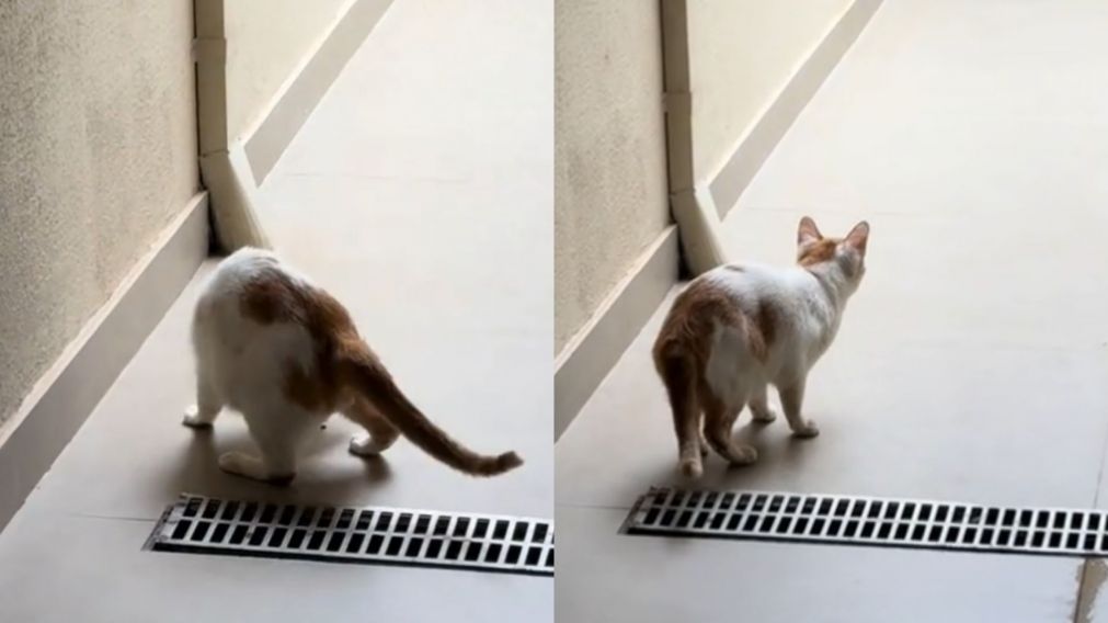 Un divertido momento con su gato se convirtió en una escena de susto para una joven, que terminó captando a un fantasma en video (Captura).