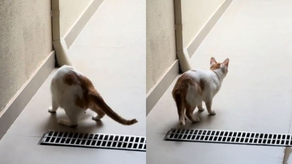 Un divertido momento con su gato se convirtió en una escena de susto para una joven, que terminó captando a un fantasma en video (Captura).