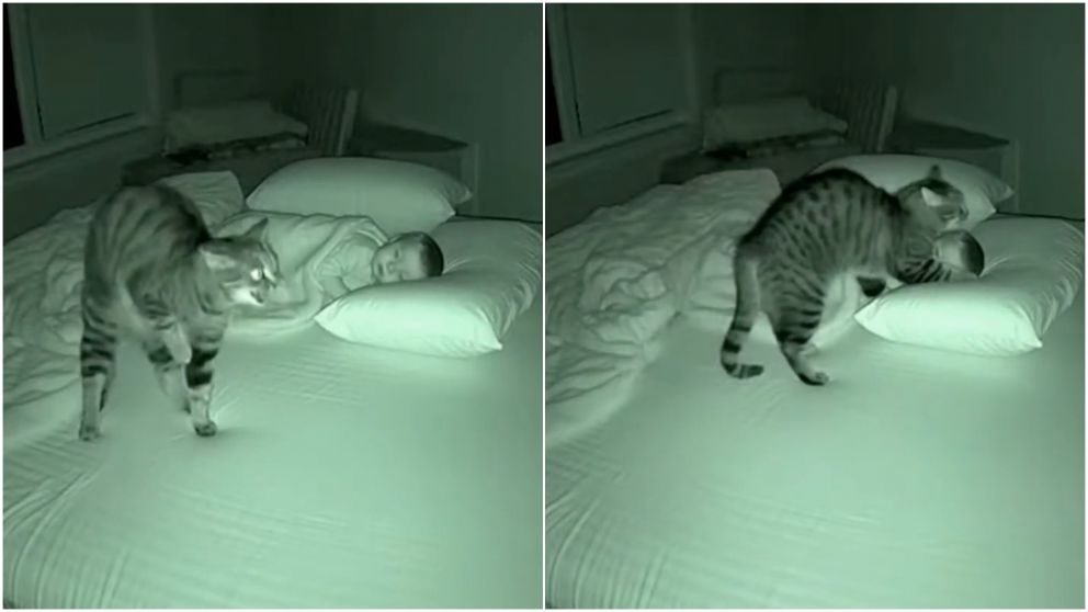 Impresionante video: gato defiende a un bebé dormido de un fantasma.