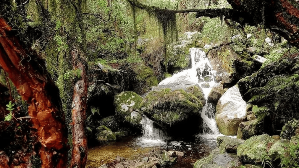 Árboles de formas únicas y un verde intenso en plena sierra: el paisaje que convierte la caminata en una experiencia inolvidable.