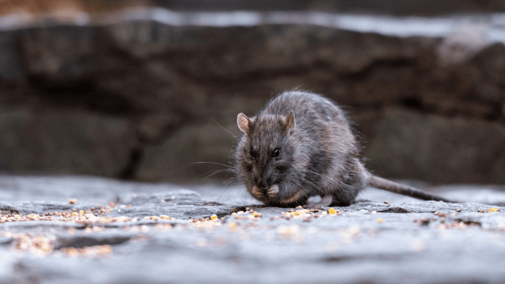 El Ministerio de Salud de Santa Fe confirmó 24 casos de leptospirosis durante 2025 (Imagen ilustrativa/Getty images).