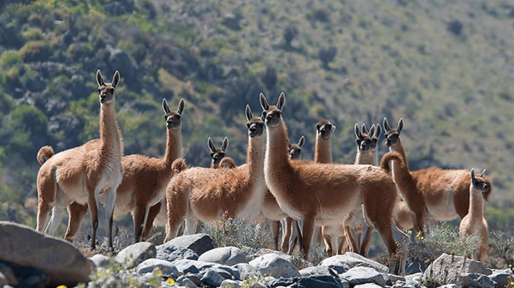 La caza de guanacos no está autorizada.