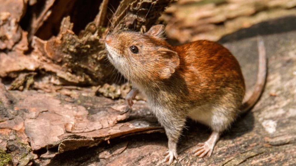 Hantavirus en Buenos Aires: confirmaron el fallecimiento de una menor.