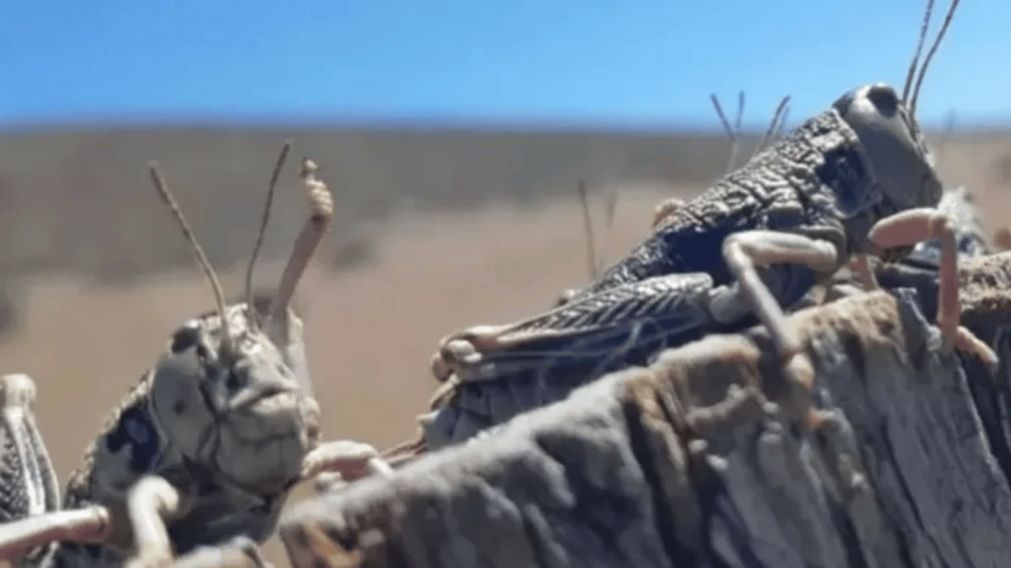 La extraña especie se llama Tucura Sapo (Gentileza LM Cipolletti).