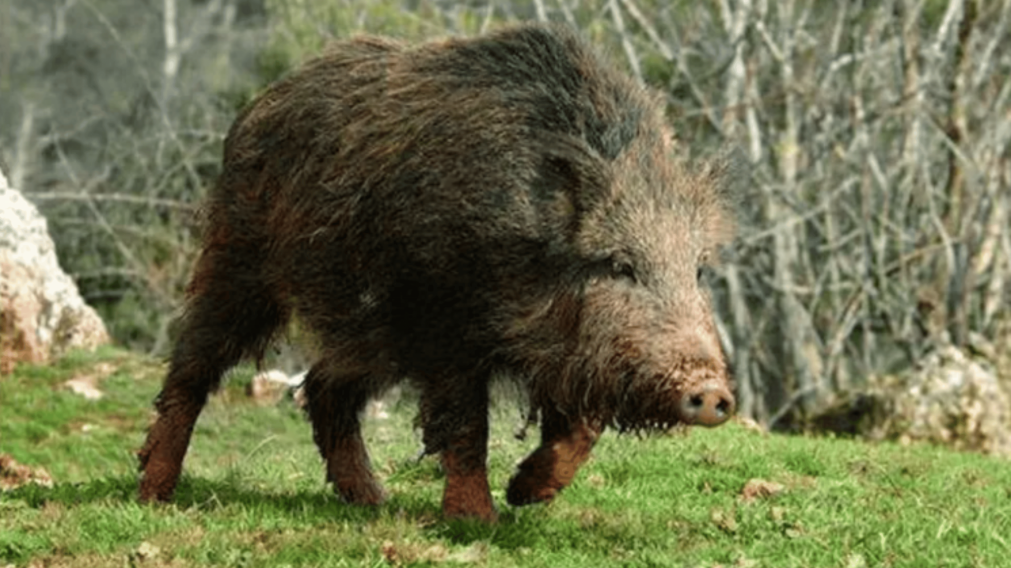 El animal salvaje provocó el grave accidente que le costó la vida a dos personas.