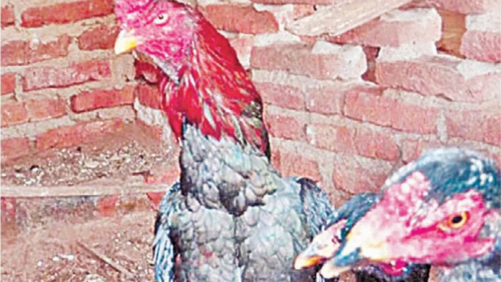 Una vecina dice no al maltrato animal.