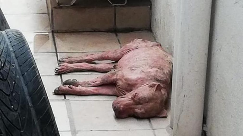 La radical transformaci�n de un perro callejero rescatado de un basurero