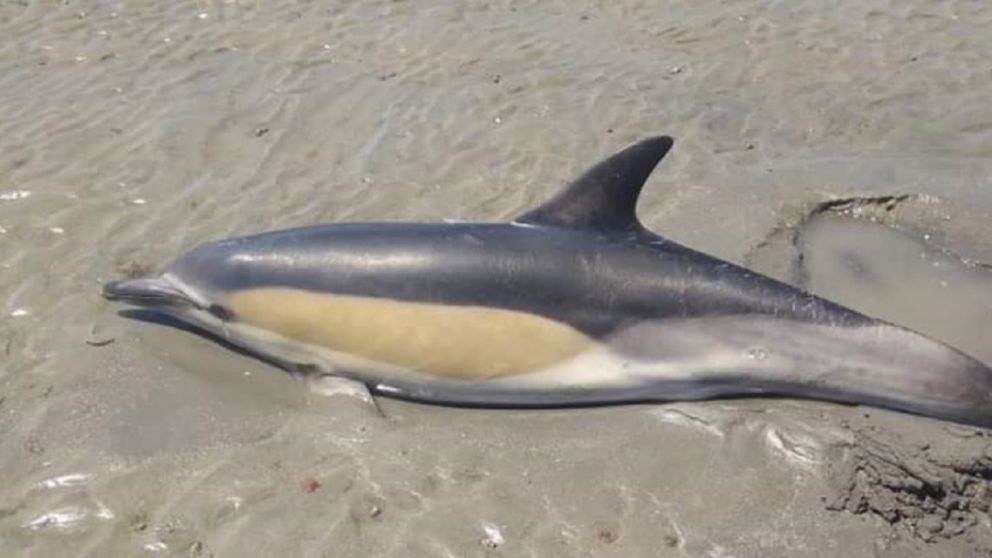El delfín pudo ser rescatado gracias a la actitud del nenito.