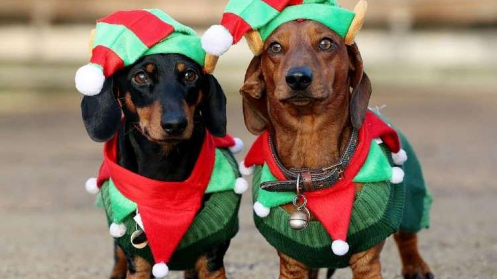 Logró que sus mascotas se quedaran quietas para la gran postal. (Foto ilustrativa)