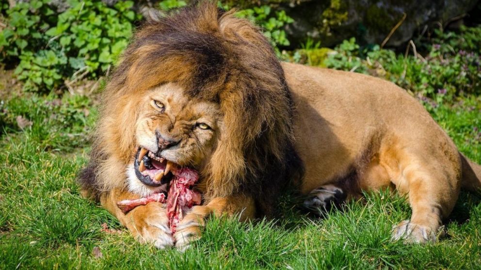 El león atacó y dejó sin vida a un hombre que estaba en el bosque (imagen ilustrativa).