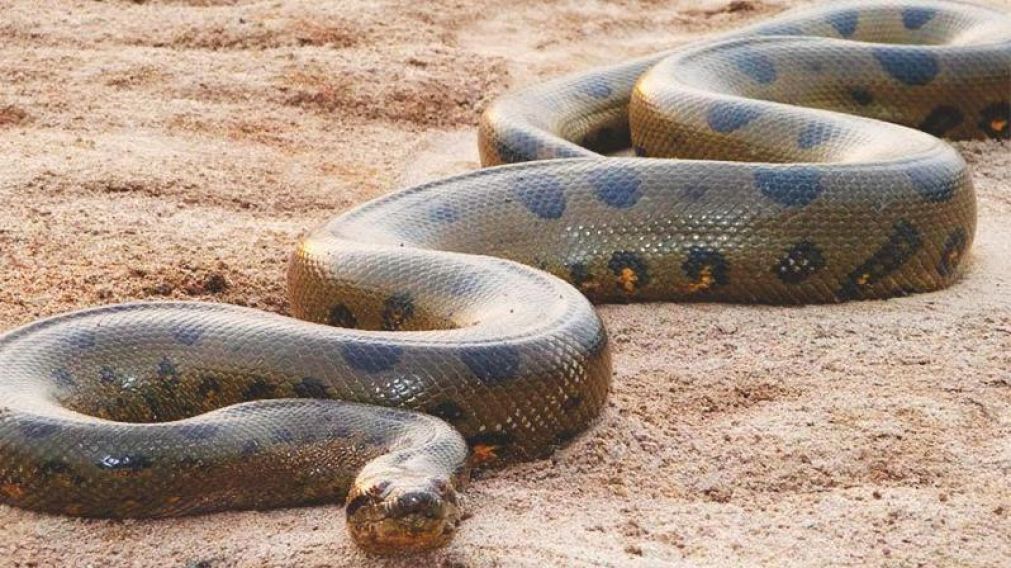 La serpiente quiso comerse y ahogar al perro (imagen ilustrativa).