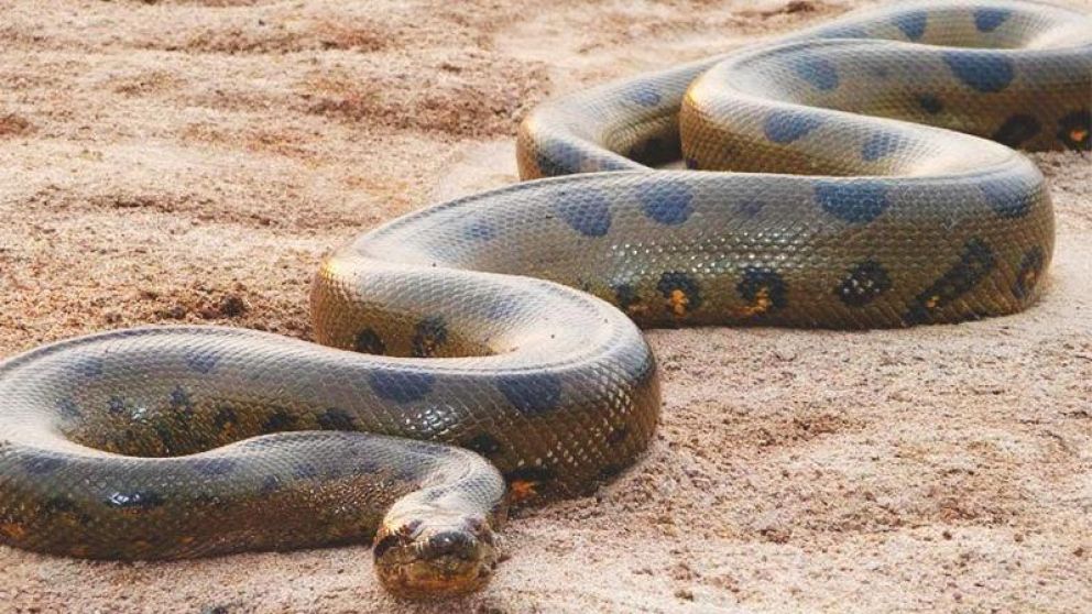 La serpiente quiso comerse y ahogar al perro (imagen ilustrativa).