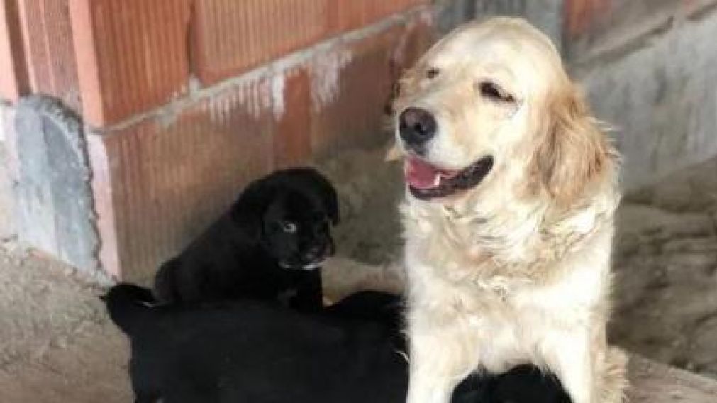 La madre del cachorro es una perra callejera de Rumania.