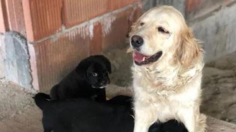 La madre del cachorro es una perra callejera de Rumania.