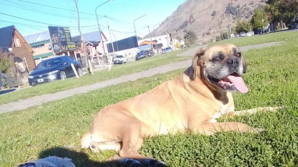 La boxer era la más "viejita" de sus perros.