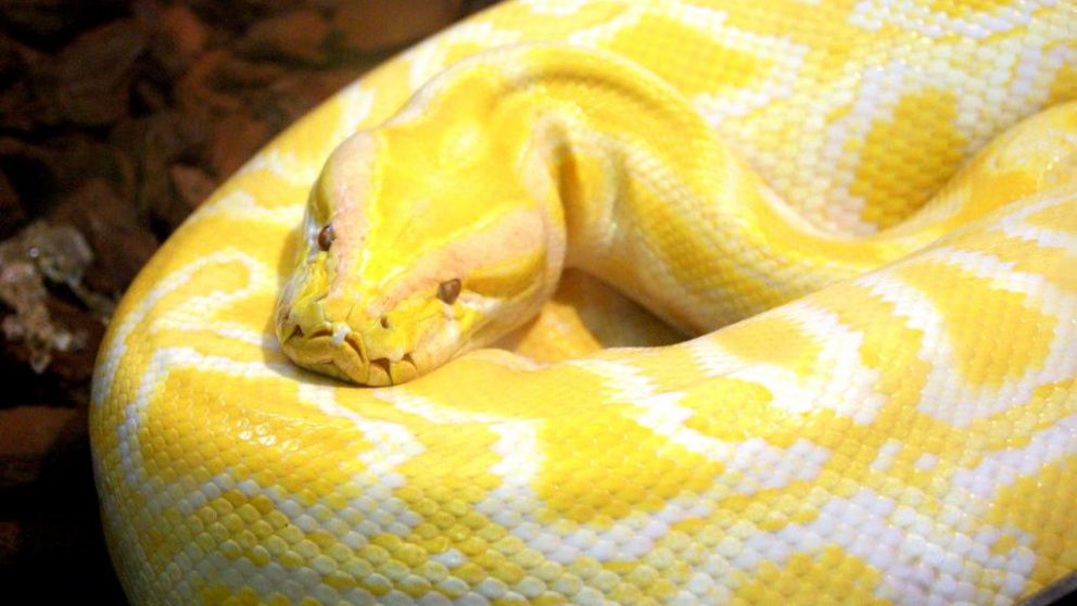 La pitón es amarilla y mide aproximadamente unos 4 metros (Imagen ilustrativa).