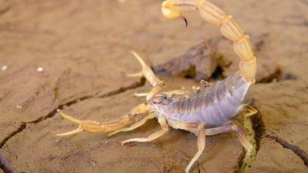 Son pequeños pero mortales. (imagen ilustrativa).