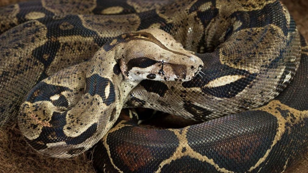 Hallaron una cobra con dos cabezas en la India (imagen ilustrativa).