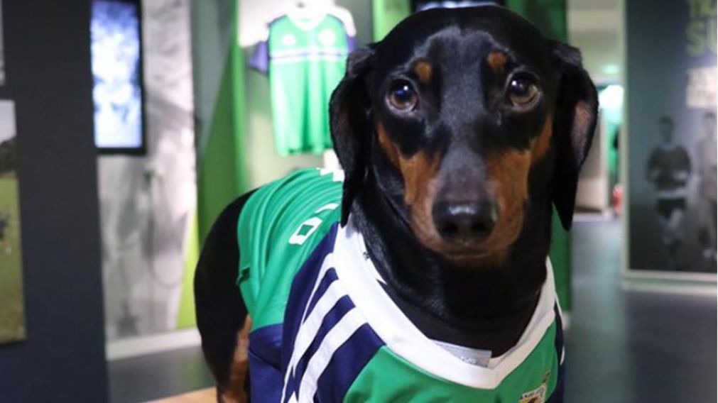 Harlso es fan�tico de Irlanda del Norte, que a veces lo usa de talism�n.