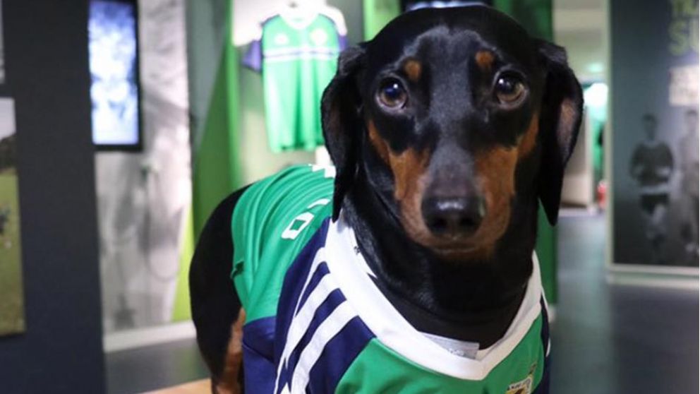 Harlso es fanático de Irlanda del Norte, que a veces lo usa de talismán.