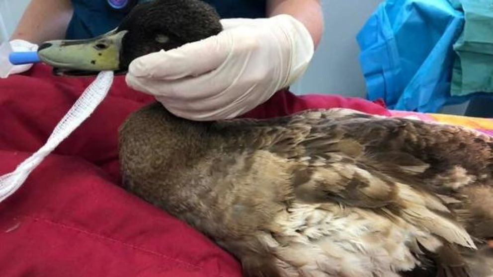 Operaron a Dave para que no acabara con su vida.