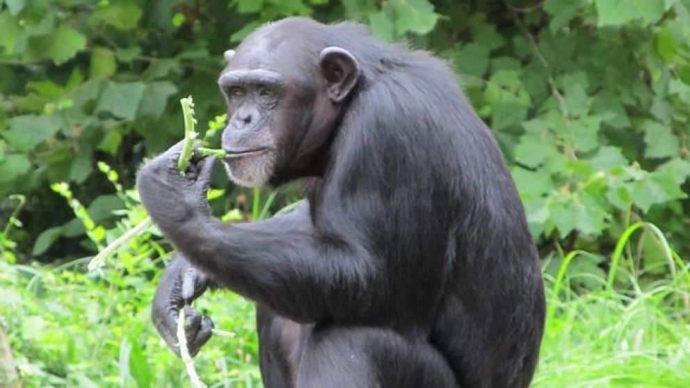 El tierno chimpanc� conmueve a cientos de internautas en las redes sociales (Imagen ilustrativa). 